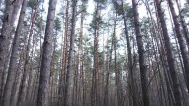 Orman manzarası hava manzarası, yavaş çekim