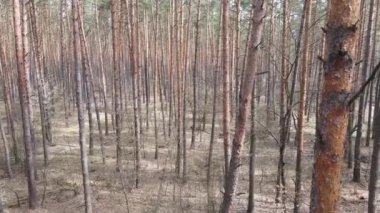 Orman manzarası hava manzarası, yavaş çekim