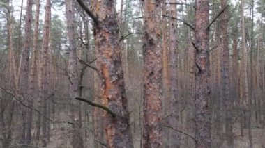 Orman manzarası hava manzarası, yavaş çekim