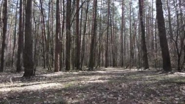 Orman manzarası hava manzarası, yavaş çekim