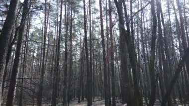 Orman manzarası hava manzarası, yavaş çekim