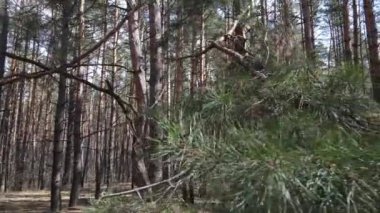 Orman manzarası hava manzarası, yavaş çekim