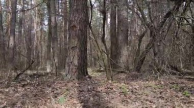 Orman manzarası hava manzarası, yavaş çekim