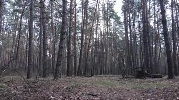 Waldlandschaft Luftaufnahme, Zeitlupe — Stockvideo