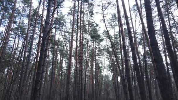 Foresta paesaggio vista aerea, rallentatore — Video Stock