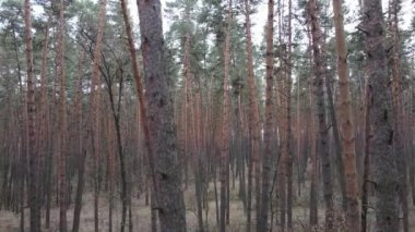 Orman manzarası hava manzarası, yavaş çekim