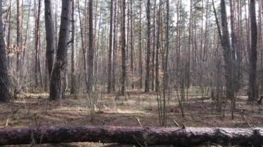 Orman manzarası hava manzarası, yavaş çekim