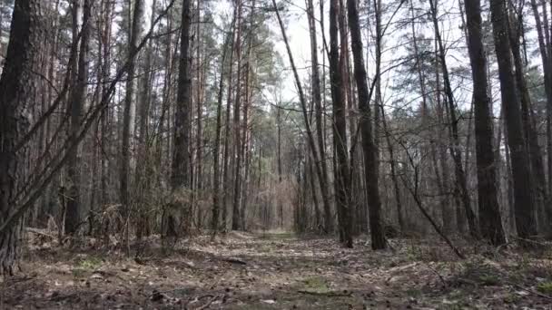 森林景観空撮、スローモーション — ストック動画