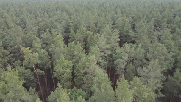 Forest landscape aerial view, slow motion — Stock Video