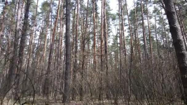 Forest landscape aerial view, slow motion — Stock Video