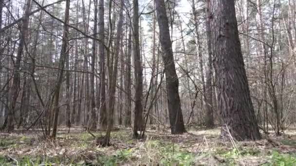 Вид с воздуха на лес, замедленная съемка — стоковое видео