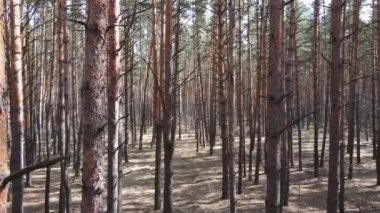 Orman manzarası hava manzarası, yavaş çekim