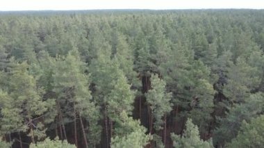 Orman manzarası hava manzarası, yavaş çekim