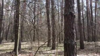 Orman manzarası hava manzarası, yavaş çekim