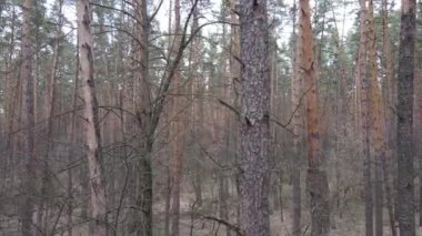 Orman manzarası hava manzarası, yavaş çekim