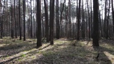 Orman manzarası hava manzarası, yavaş çekim