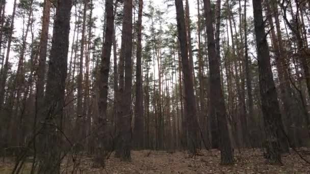 Waldlandschaft Luftaufnahme, Zeitlupe — Stockvideo