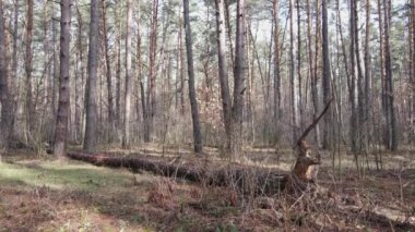 Orman manzarası hava manzarası, yavaş çekim