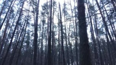 Orman manzarası hava manzarası, yavaş çekim