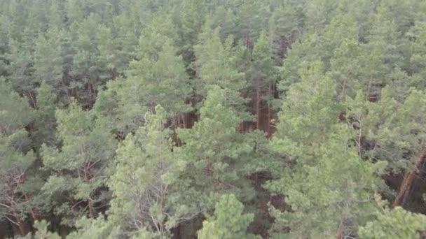 Paysage forestier vue aérienne, ralenti