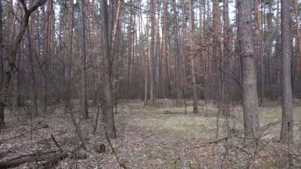 Waldlandschaft Luftaufnahme, Zeitlupe — Stockvideo