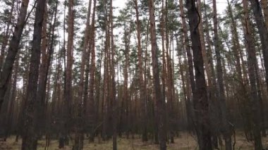 Orman manzarası hava manzarası, yavaş çekim