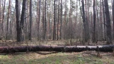 Orman manzarası hava manzarası, yavaş çekim