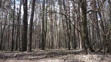 Orman manzarası hava manzarası, yavaş çekim