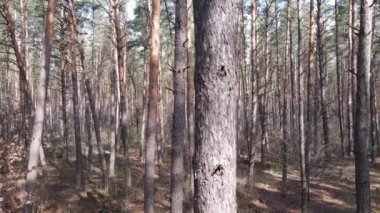 Orman manzarası hava manzarası, yavaş çekim