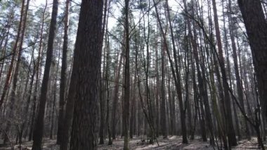 Orman manzarası hava manzarası, yavaş çekim