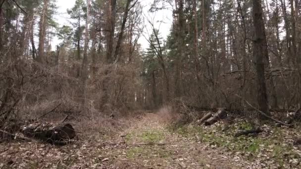 Skogslandskapets flygvy, slow motion — Stockvideo
