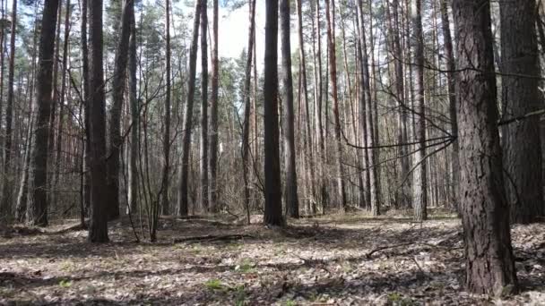 Lesní krajina letecký pohled, zpomalený pohyb — Stock video