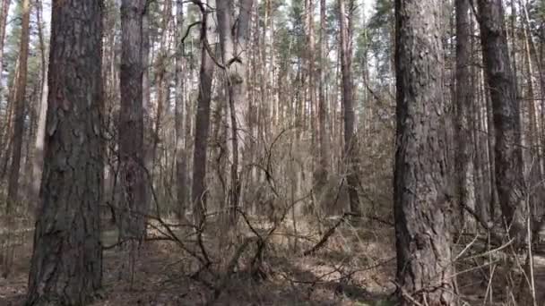 Вид с воздуха на лес, замедленная съемка — стоковое видео