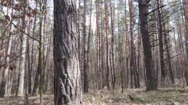 Orman manzarası hava manzarası, yavaş çekim