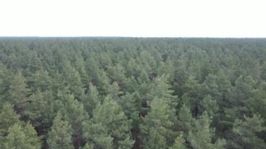 Orman manzarası hava manzarası, yavaş çekim