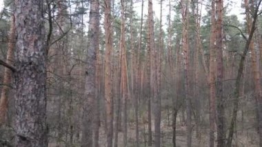 Orman manzarası hava manzarası, yavaş çekim
