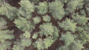 Orman manzarası hava manzarası, yavaş çekim