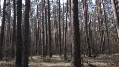 Orman manzarası hava manzarası, yavaş çekim