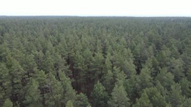 Orman manzarası hava manzarası, yavaş çekim