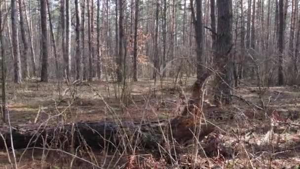 Forest landscape aerial view, slow motion — Stock Video