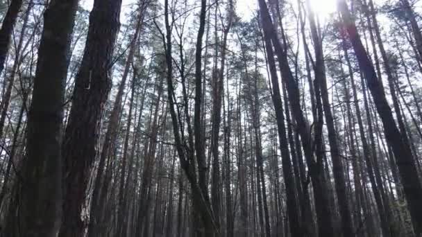 Foresta paesaggio vista aerea, rallentatore — Video Stock