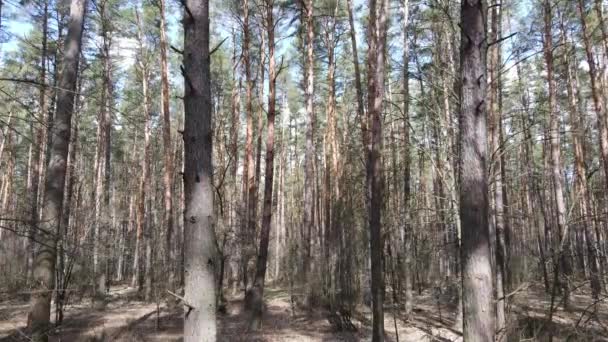 Vista aérea del paisaje forestal, cámara lenta — Vídeo de stock