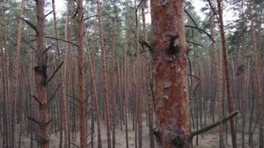 Orman manzarası hava manzarası, yavaş çekim