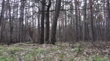 Orman manzarası hava manzarası, yavaş çekim