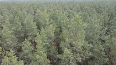 Orman manzarası hava manzarası, yavaş çekim
