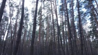 Orman manzarası hava manzarası, yavaş çekim