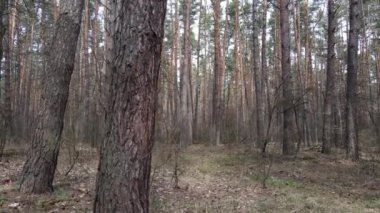 Orman manzarası hava manzarası, yavaş çekim