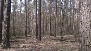 Orman manzarası hava manzarası, yavaş çekim