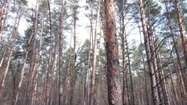 Orman manzarası hava manzarası, yavaş çekim