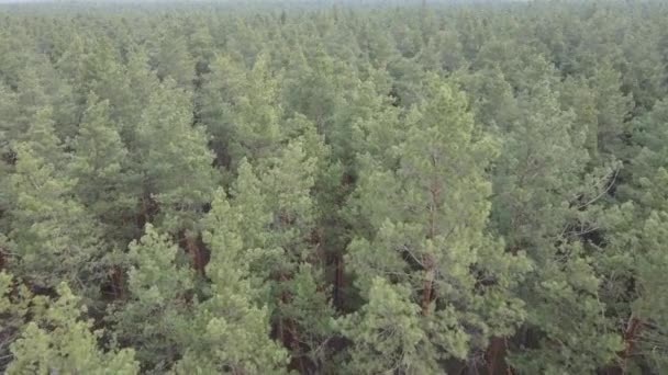 Paysage forestier vue aérienne, ralenti